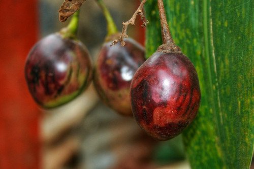 Matunda ya damu/ Tamarillo/ Tree Tomato/ Magogwe